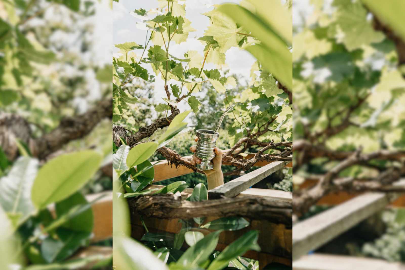 ochucene-yerba-mate-1