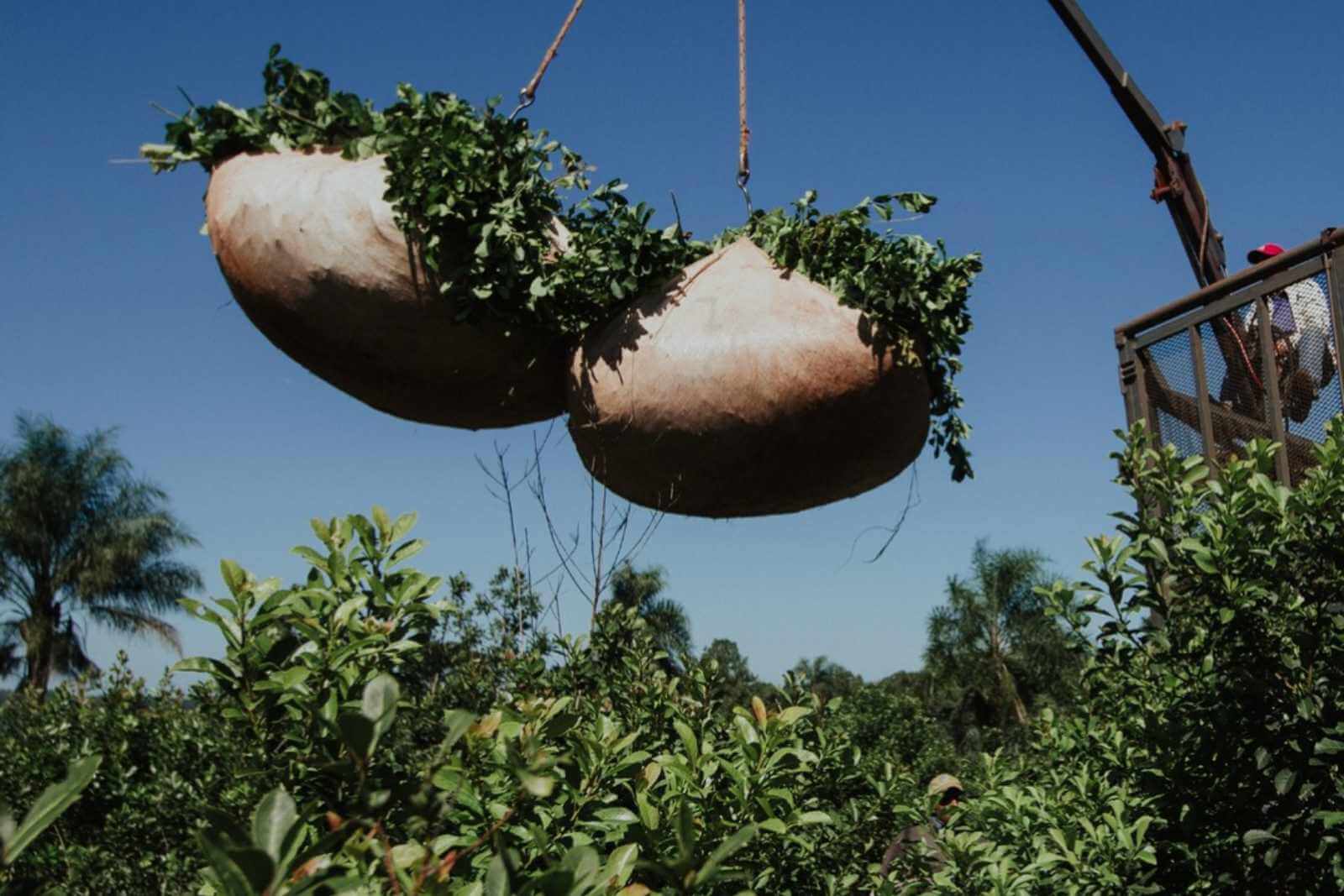 pipore-yerba-mate-argentina-2