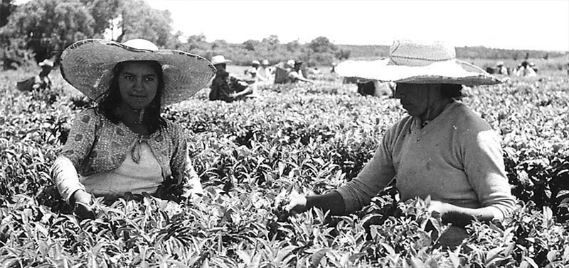 clanek-taragui-sklizen-plantaz-1950_1