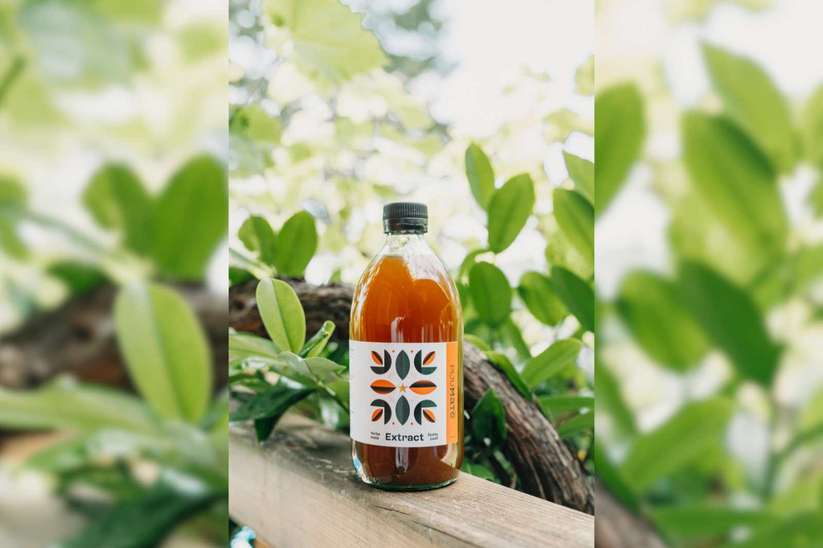 pijumate-dusty-leaf-extract-2